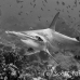 shark_hammerhead_scalloped_dar_h_0202_ecu0985.jpg